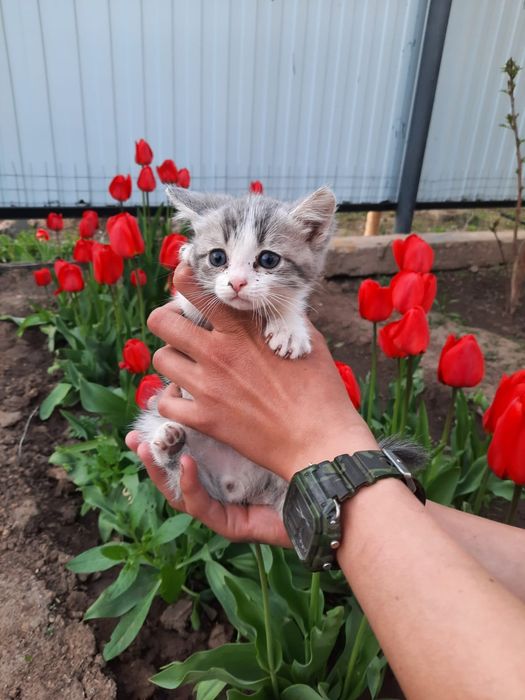 Котик ищет своих родителей