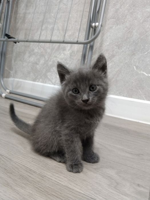 Отдам бесплатно котенка