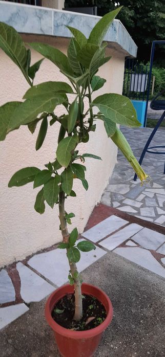 Бругманзия-Ангелски тромпет, в саксия.