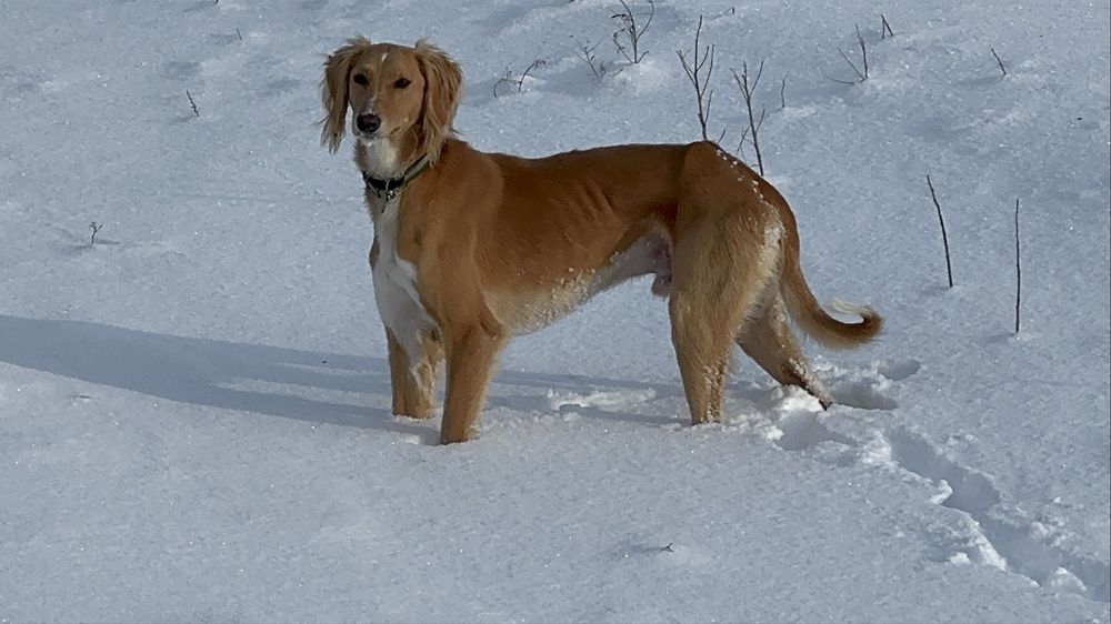 Шашақ Тазы арлан.