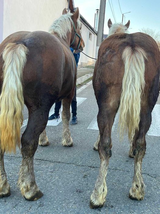 Vând ce se vede în poză