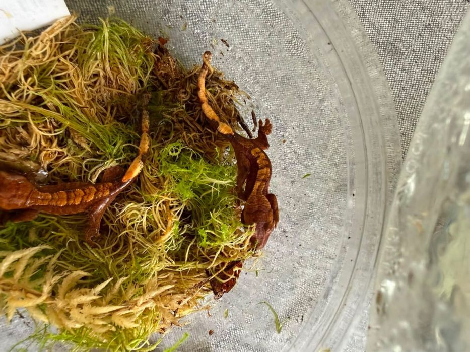 pui de crested gecko