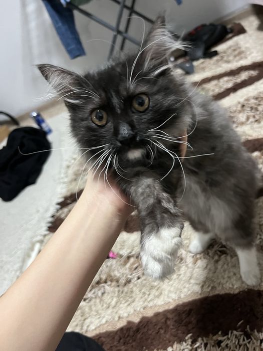 Котёнок ищет любящую семью!