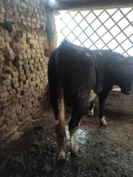 Vdbdvgʻlavv kskcscs