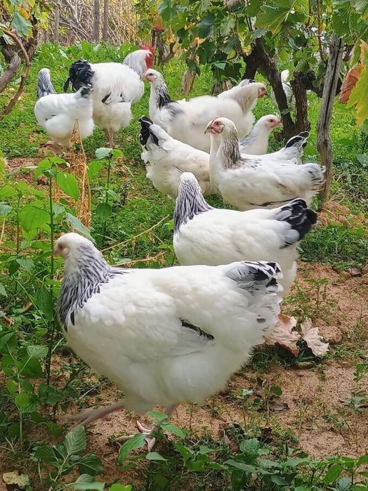 Ярки порода Съсекс на четири месеца