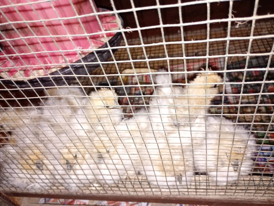 Silkie mătase japoneza, pui găini și cocoși!