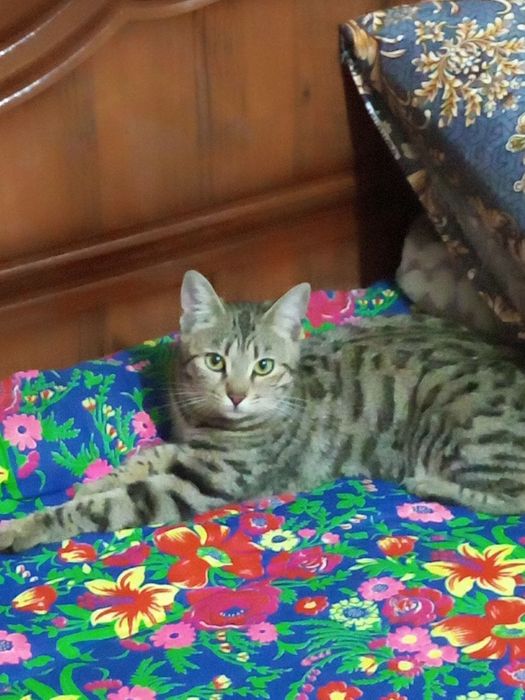 Бенгальская кошка