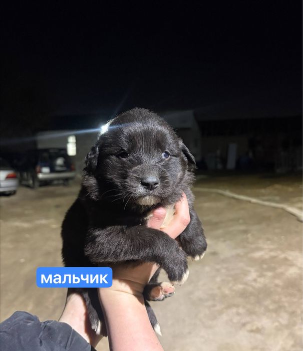 продам щеночков метисов