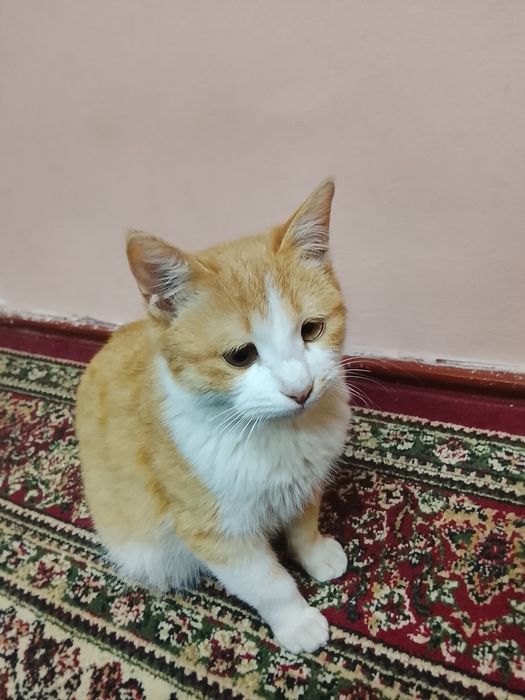 Отдам даром кошка обучена ходить в теплицу