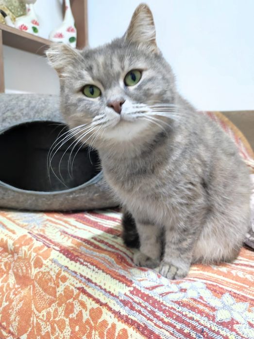 Кошечка Нюша в поиске дома.