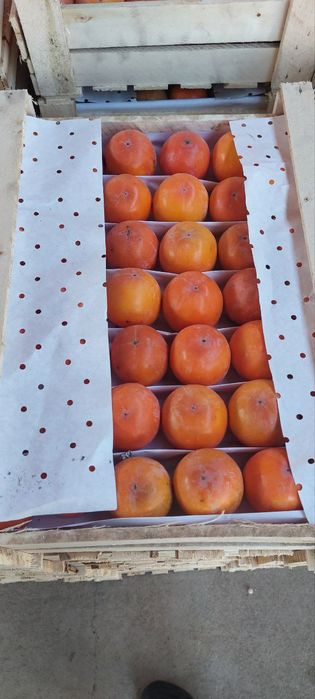 Karolyok. Sariq  Xurmo bor 10 ton