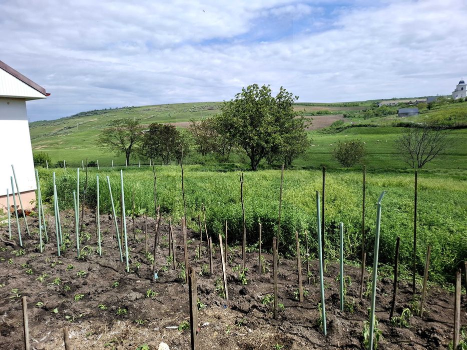 Vand casa in sat Cucuteni,com.Letcani,jud.Iasi