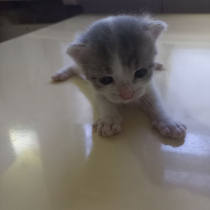 Вислоухие котята один месяц