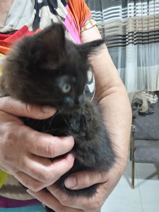 Котята отдам в хорошие руки