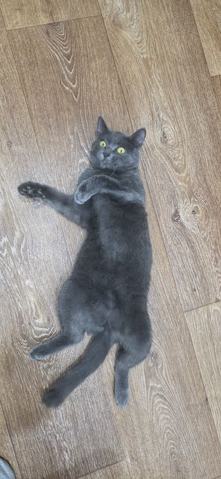 Связка, ищем серого цвета кота