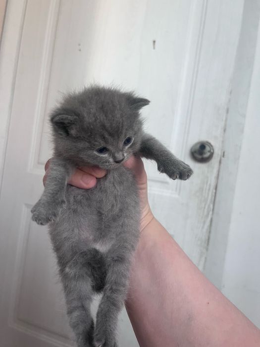 Продам котенка, мама чистокровка