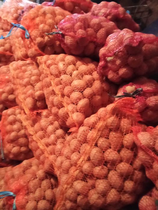 Cartofi de sămânță roșii