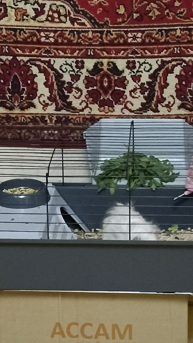 Морская свинка с клеткой 10к