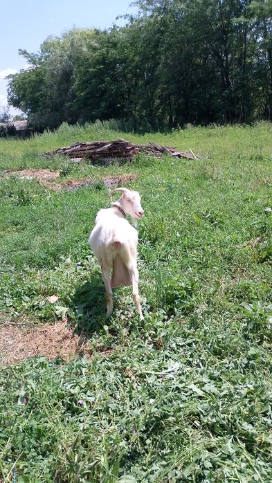 vând țap din capra ciula