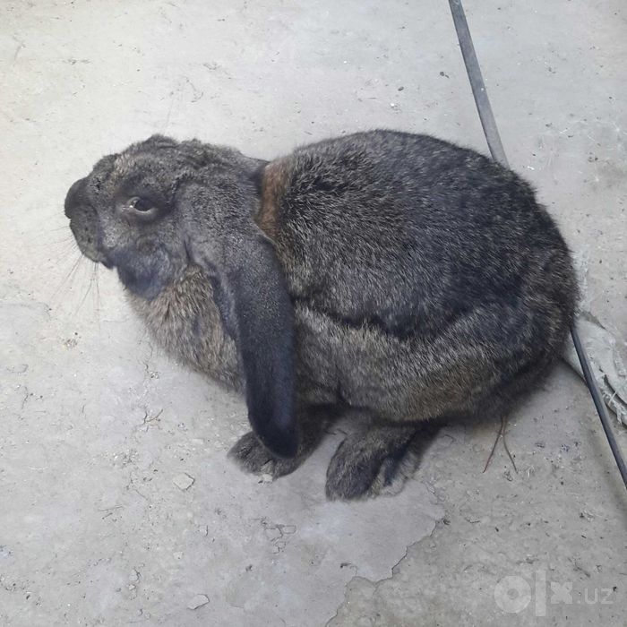 Продается КРОЛИК