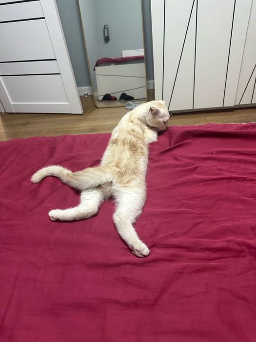 Продам котёнка  в хорошие руки