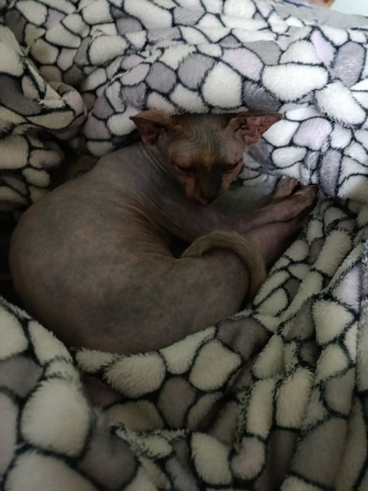 Продаётся девочка 5,5 месяцев