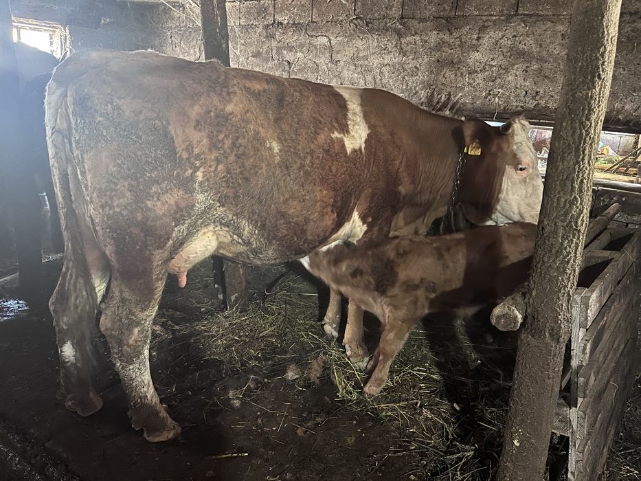 Vaca baltata cu vitel fatata  recent