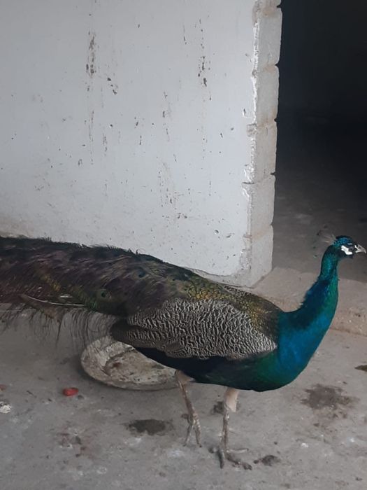 Павлин срочна сатылады