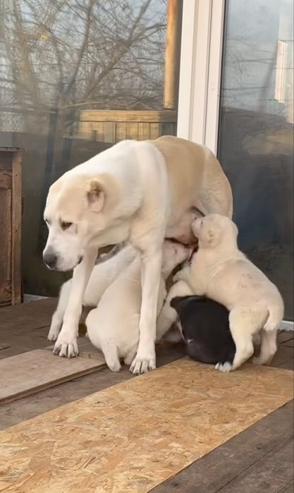 3 жасар ұрғашы алабай сатылады