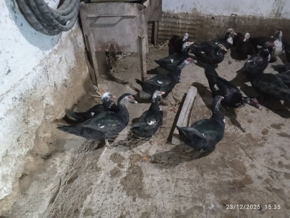 Indukutka Индук утка сотилади