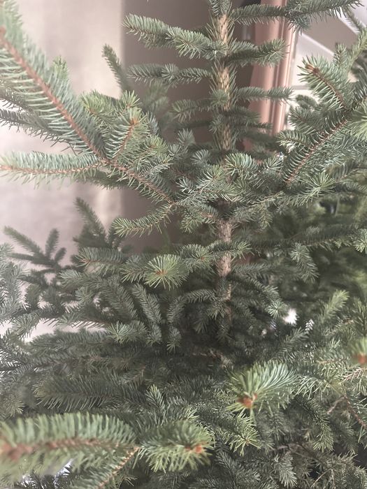 Голубая Ель