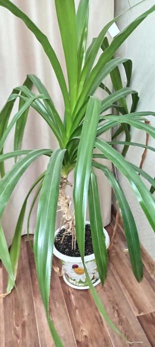 Цветок Панданус.18000