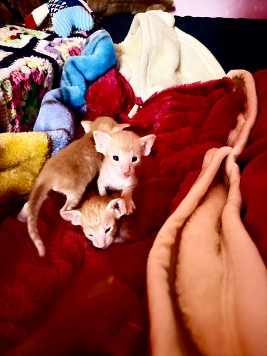 Ориентальные котчта