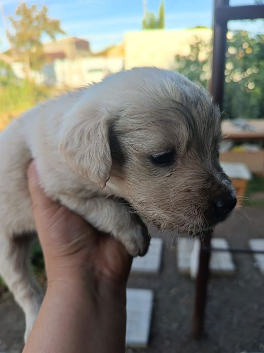 Отдам в добрые руки