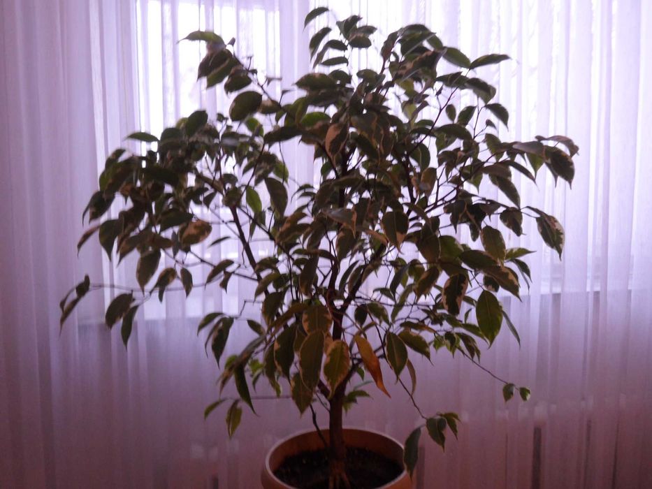 Фикус Бенджамина   алое   Неомарика