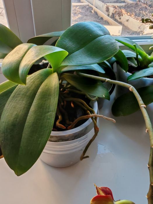 Фаленопсис Азиат