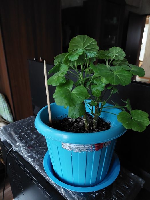 Герань Комнатные цветы