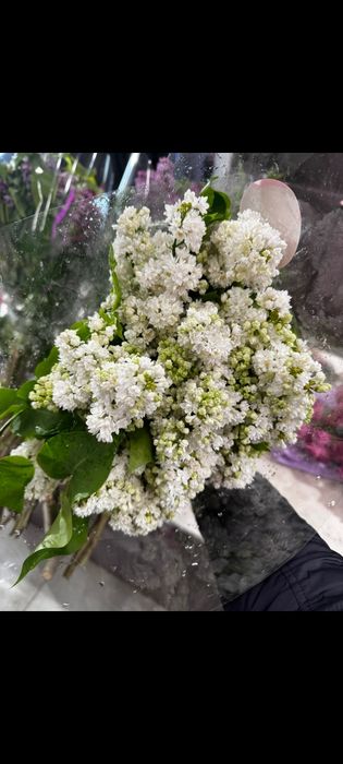 Сирень, от которой кружится голова(И не только голова)