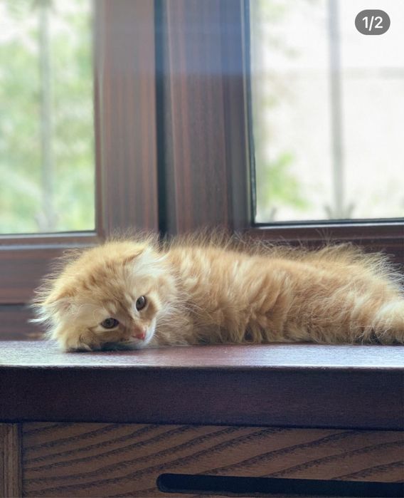 scotish fold 3 oylik erkak