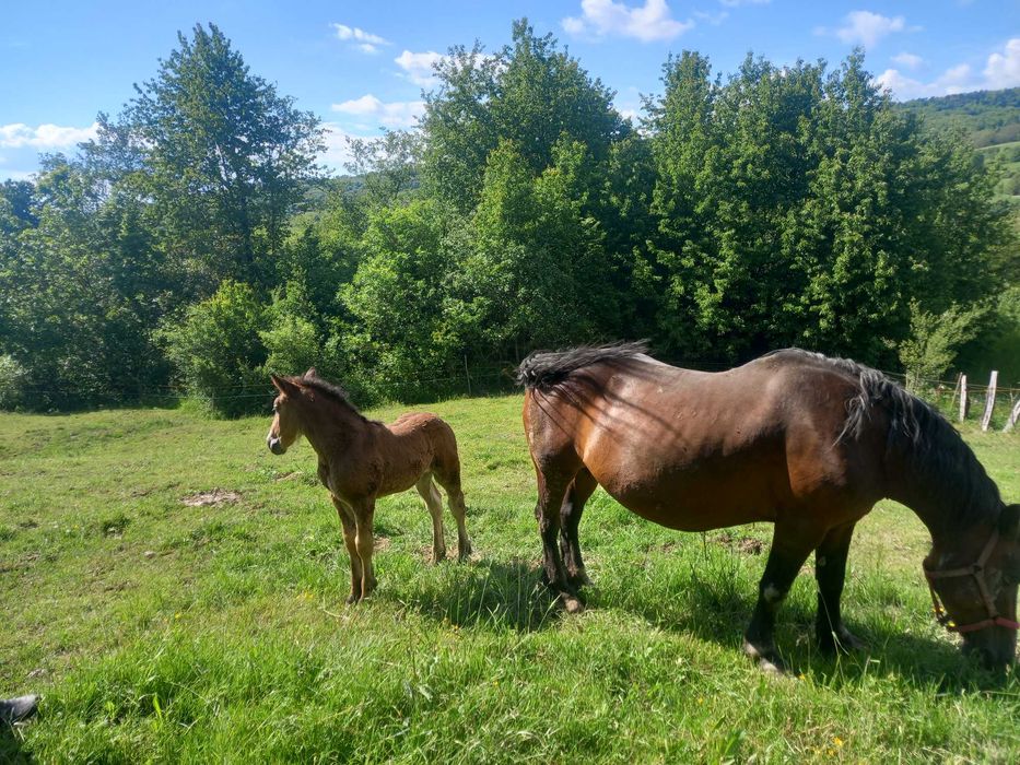 Vând mînză blânda  de 9 luni