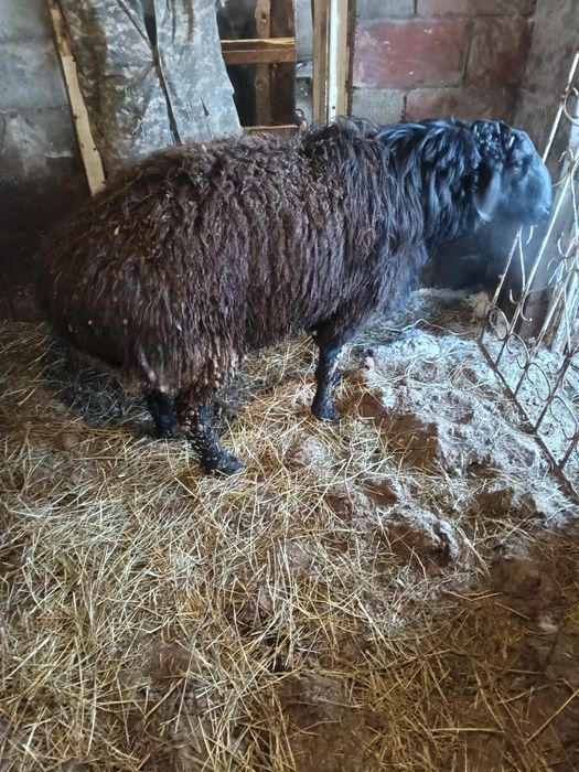 Продам Кошкара или есть вариант обмена