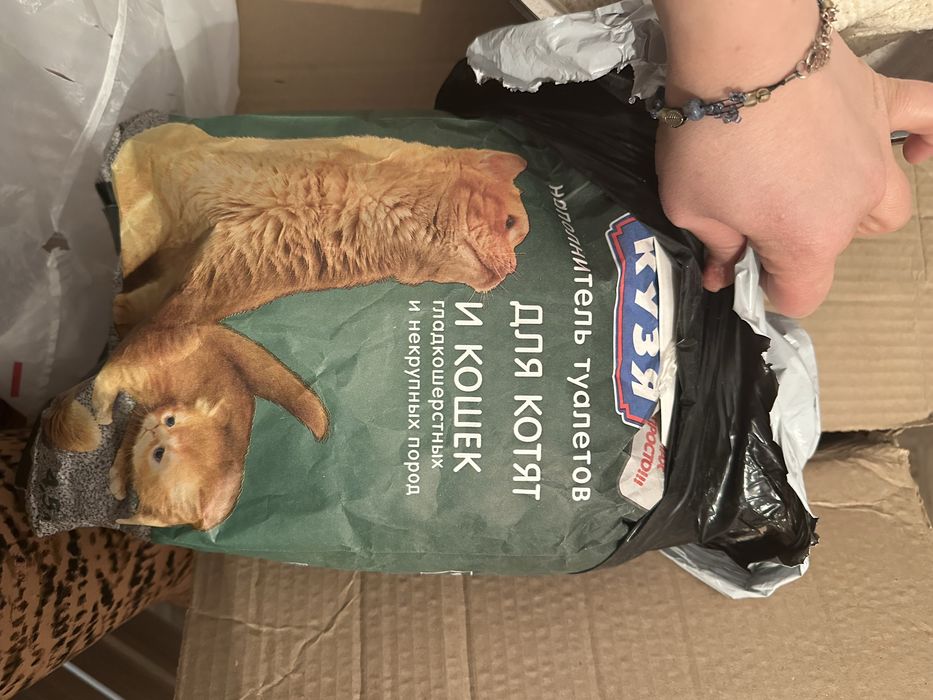 Все для вашего котенка