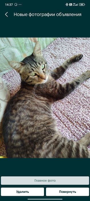 Отдам кастрированного котика