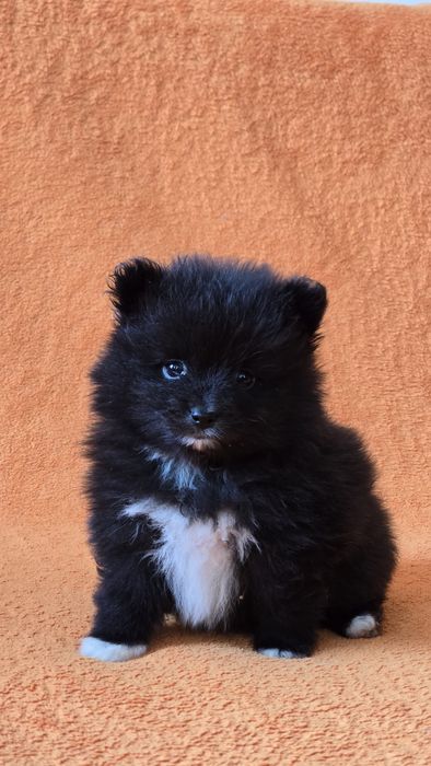 Продаются щенки немецкого шпица