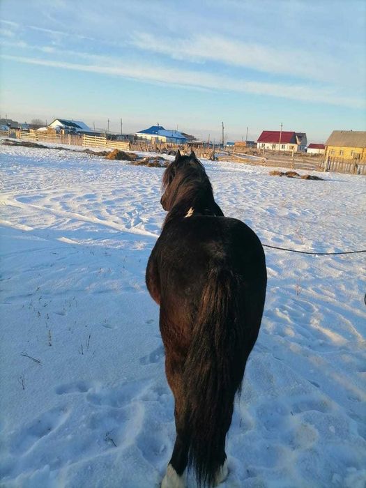 Продам действующего жеребца