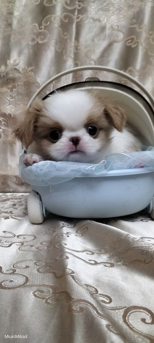 Мальчик японского хина.
