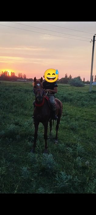 Құнан сатылады таза қан