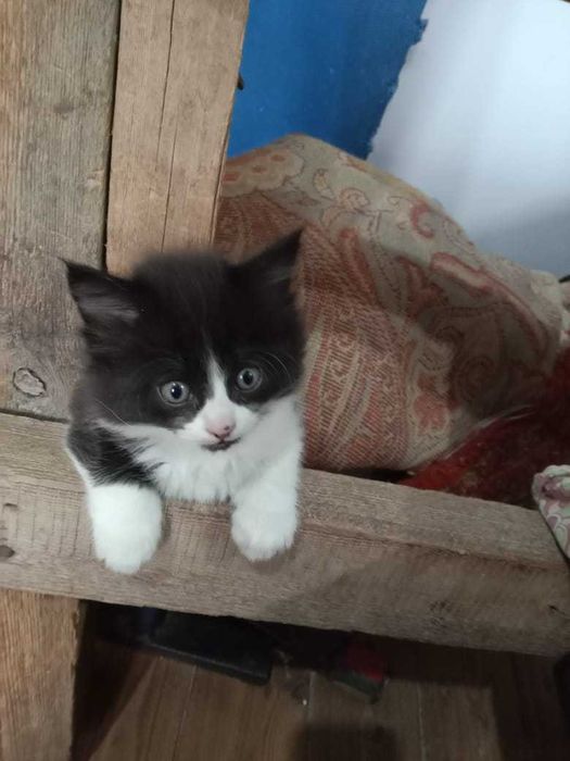 крысоловы котята  мес