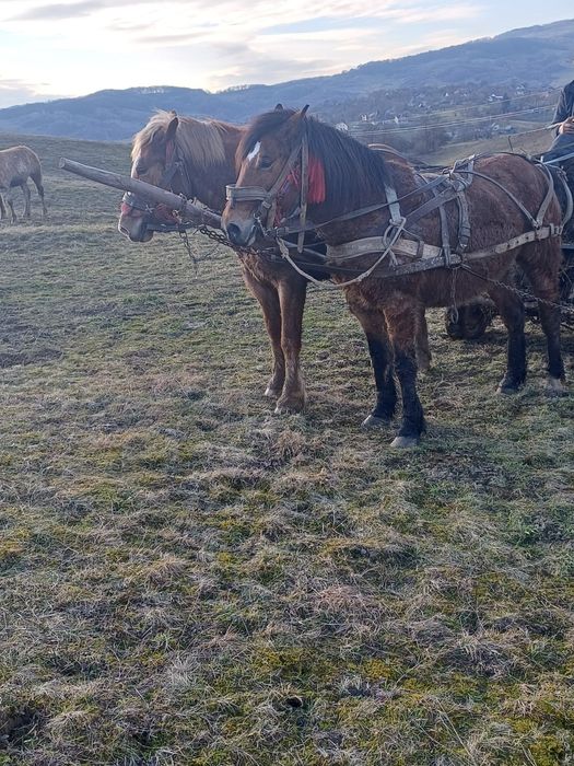 Vând iapă de 7 ani gestanta