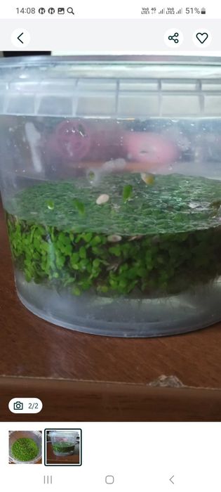 Аквариумная трава " Ряска "